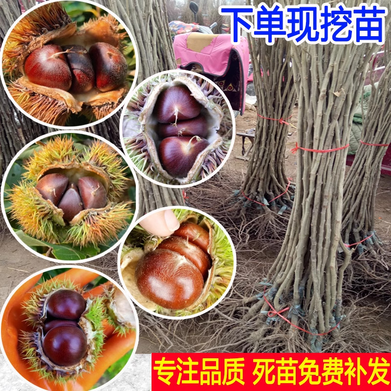 板栗树嫁接栗树:迁西早期3113栗树的油栗树码枝条秘籍大公开!-新鲜板栗-淘宝百科网