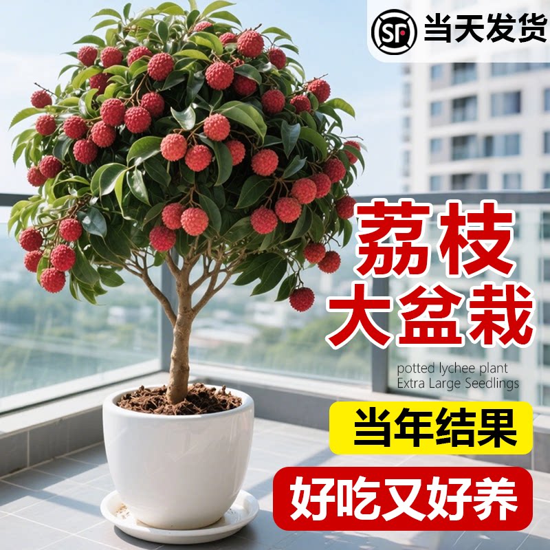 荔枝树苗嫁接大揭秘:无核桂味、妃子笑、白糖罂、糯米糍,南北方庭院种植全攻略!-果树-淘宝百科网