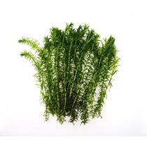 Fish and plant tank aquatic grass mud-free betta fish tank bionic ancient method of fish farming special algae for raising turtles and guppies