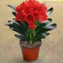 (Boutique Recommendation) Clivia Clivia potted Clivia seedlings evergreen plants Phalaenopsis orchid