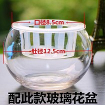 鸿运当头盆栽植物凤梨花苗水培花卉整套红星凤梨绿花植物水养室内