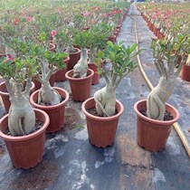 Desert rose potted seedlings with double petals and flowers on old piles can be grafted and bloom continuously in all seasons for balcony flowers and succulents.