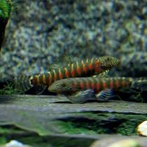 Red diamond loach benthic tool fish cleaning fish tank native ornamental cold water stream fish algae cleaning rat scavenger