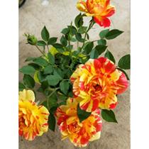 New product miniature rose collection Kawamoto honey seedlings four-season flowering shrub rose balcony courtyard potted flowers