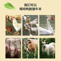 New fishing broken rice to make a nest rice nest material rice feed fish bait broken rice low price broken rice to make a nest fresh brewed broken rice