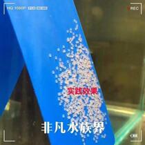 Angelfish breeding board colorful angelfish breeding tank spawning board breeding tank spawning tank incubator