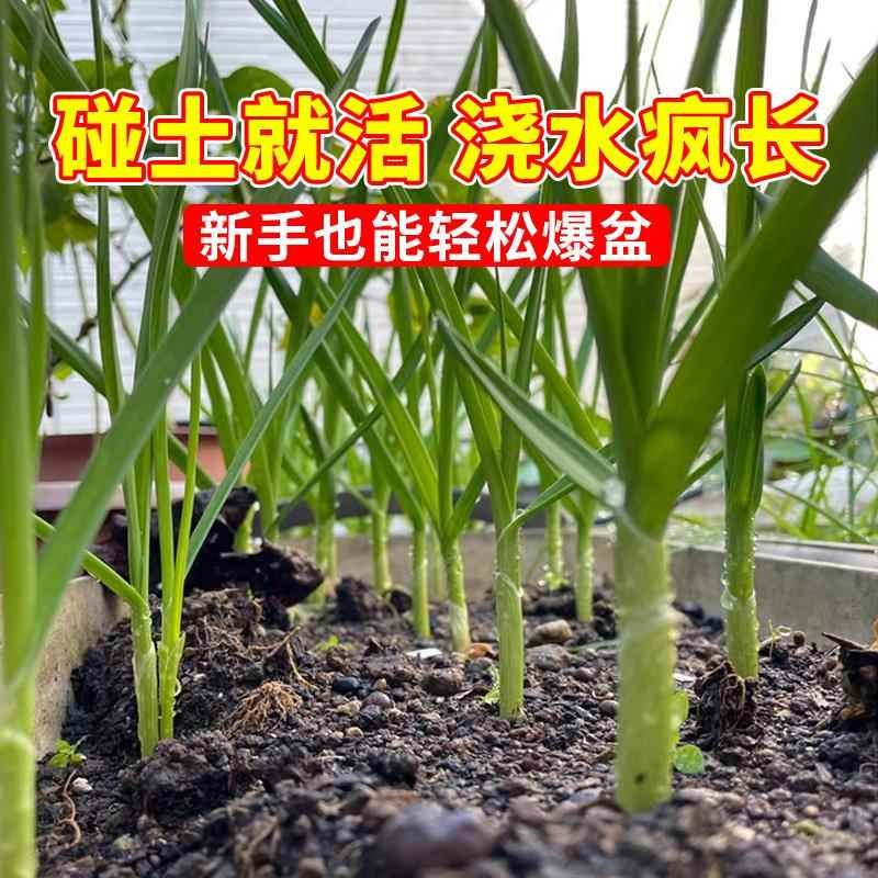 大蒜种子种籽怎么选？红皮紫皮、长蒜苔、四季蒜，全攻略来了！-红掌-淘宝百科网
