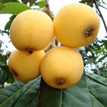 (Special large fruit) CSW Baitang Baisha Jade loquat fruit fresh Hangzhou Tangxi Pipa 5 pounds non-Dongshan