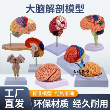 Medical Human Brain Anatomy Model Hemisphere Brainstem Brain Chamber Interbrain Cerebellum Model Neurology Brain Science Teaching Aids