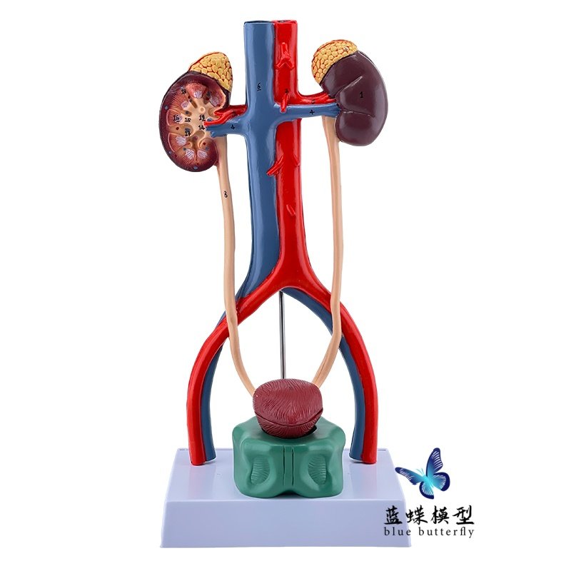 Three-Dimensional Human Urinary System Model Ureter Bladder Urethra Medical Reproductive System Kidney Anatomy Model