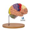 Medical Human Brain Anatomy Model Hemisphere Brainstem Brain Chamber Interbrain Cerebellum Model Neurology Brain Science Teaching Aids
