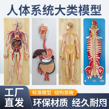 Human Nervous System Model Central Spinal Cord Circulatory System Urinary System Digestive System Endocrine System