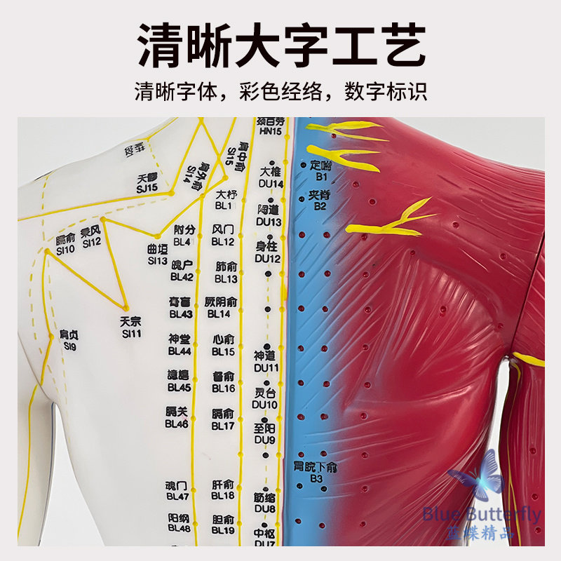 85cm Traditional Chinese Medicine Acupuncture Point Human Body Model Teaching Model Full Body Twelve Meridians Chart Half Leather Half Skeleton Anatomical Copper Manikin