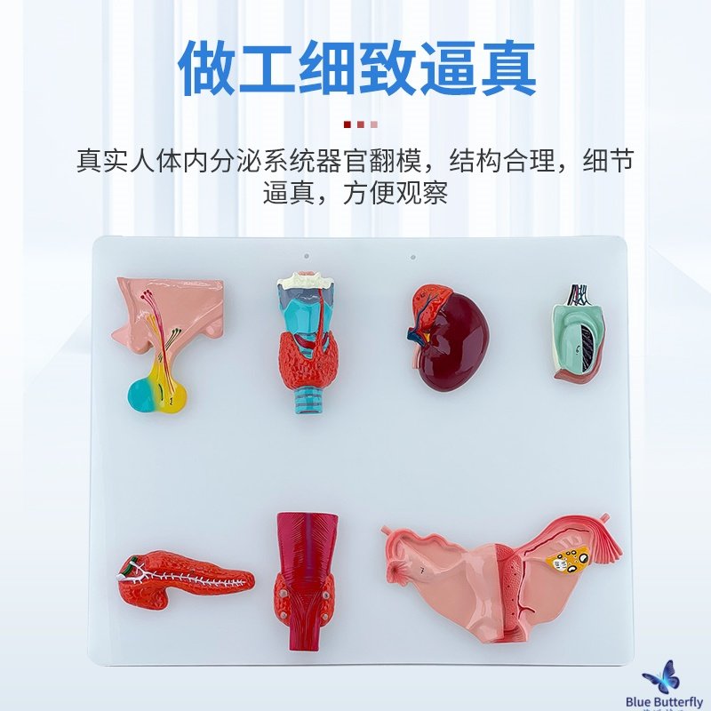 Human Nervous System Model Central Spinal Cord Circulatory System Urinary System Digestive System Endocrine System