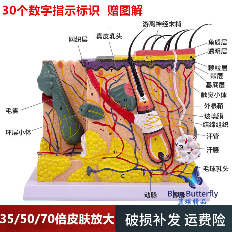 立体皮肤组织结构放大模型层次人体构造分层解剖模具美容整形毛发