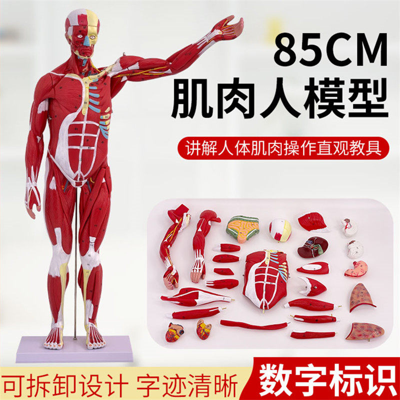 人体全身肌肉附内脏器官解剖模型医学人体肌肉模型80CM肌肉人模型