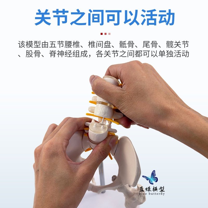 Dynamic Mini Lumbar Pelvic Model with Movable Joints, Human Skeleton, Small Female Spine, Sacroiliac Teaching Skeleton
