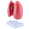Human Organ Model Pathology Lung Larynx Cardiopulmonary Respiratory System Internal Organs Anatomical Structure Medical Teaching