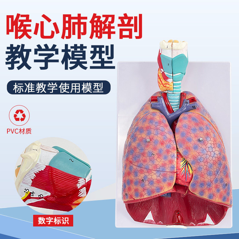自然大人体喉心肺模型喉咙甲状腺肺心脏模型呼吸系统肺部内脏解剖