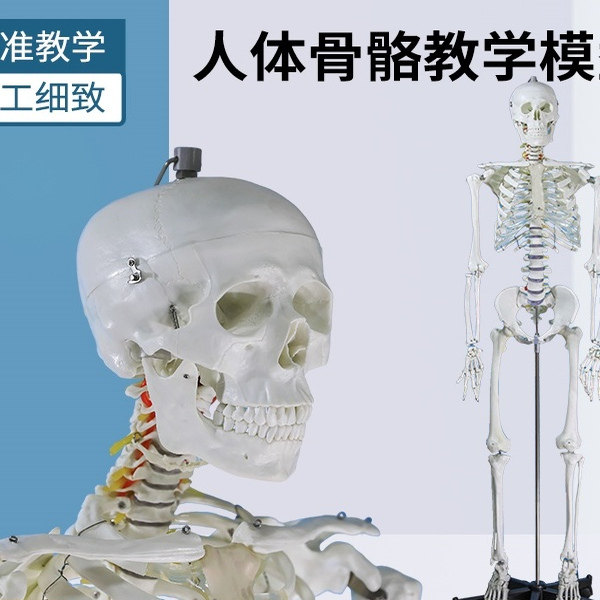 自然大人体骨骼模型 170CM成人大白骷髅标本教学脊椎全身骨架模型