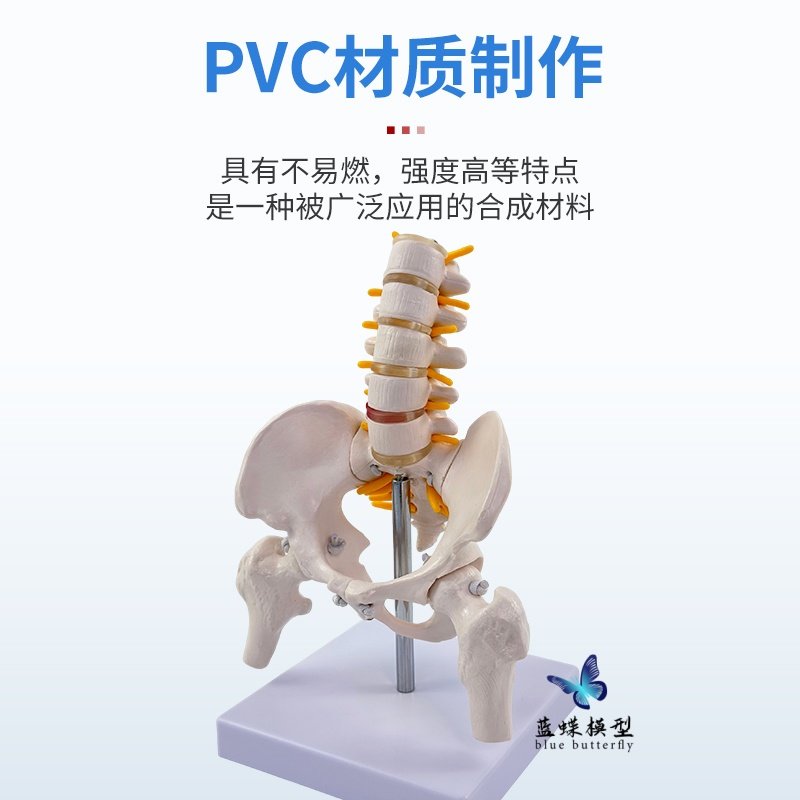 Dynamic Mini Lumbar Pelvic Model with Movable Joints, Human Skeleton, Small Female Spine, Sacroiliac Teaching Skeleton