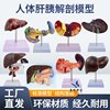 Teaching Simulation Model of Liver, Gallbladder, Pancreas, and Duodenum Structure, Digestive System Medical Liver, Pancreas, and Gallbladder Model