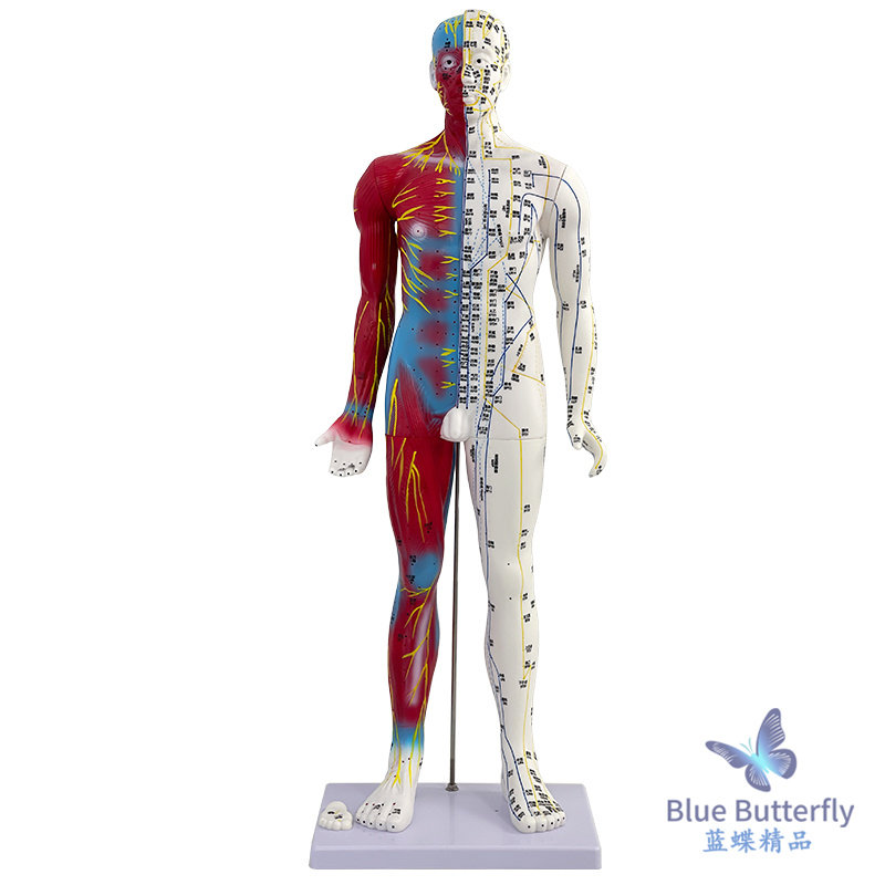 85cm Traditional Chinese Medicine Acupuncture Point Human Body Model Teaching Model Full Body Twelve Meridians Chart Half Leather Half Skeleton Anatomical Copper Manikin