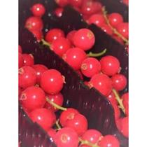 Andrews quick-frozen red currant with branches 200g boxed Western pastry decorative fruit single box SF Express