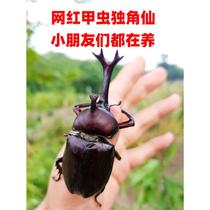 Self-operated Domeianlia Beetle Unicorn Fairy Rainbow Ladybug Childrens Cognitive Simulation Animal Toy