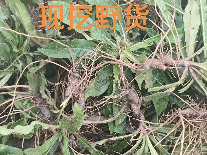 Fresh Wild Yam Root, Ox Ear Grass, Bitter Yam Root, Pure Root for Soup, Good Quality Ingredients Fresh Wild Yam Root, Ox Ear Grass, Bitter Yam Root, Pure Root for Soup, Good Quality Ingredients