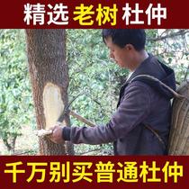 500g of raw Eucommia ulmoides and old bark can be paired with Cuscuta and Atractylodes soaked in water and wine