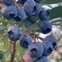 Blueberries with large fresh fruits (15-18mm) are the first crop of Tianhou varieties (eight sweet and two sour) from the base. They are now harvested.