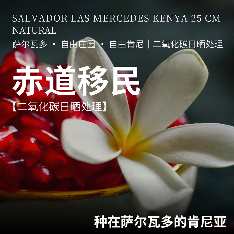 Salvador Equatorial Immigrants Free Estate Light Roast Hand-Brewed Ice Drip Cold Brew Coffee Beans