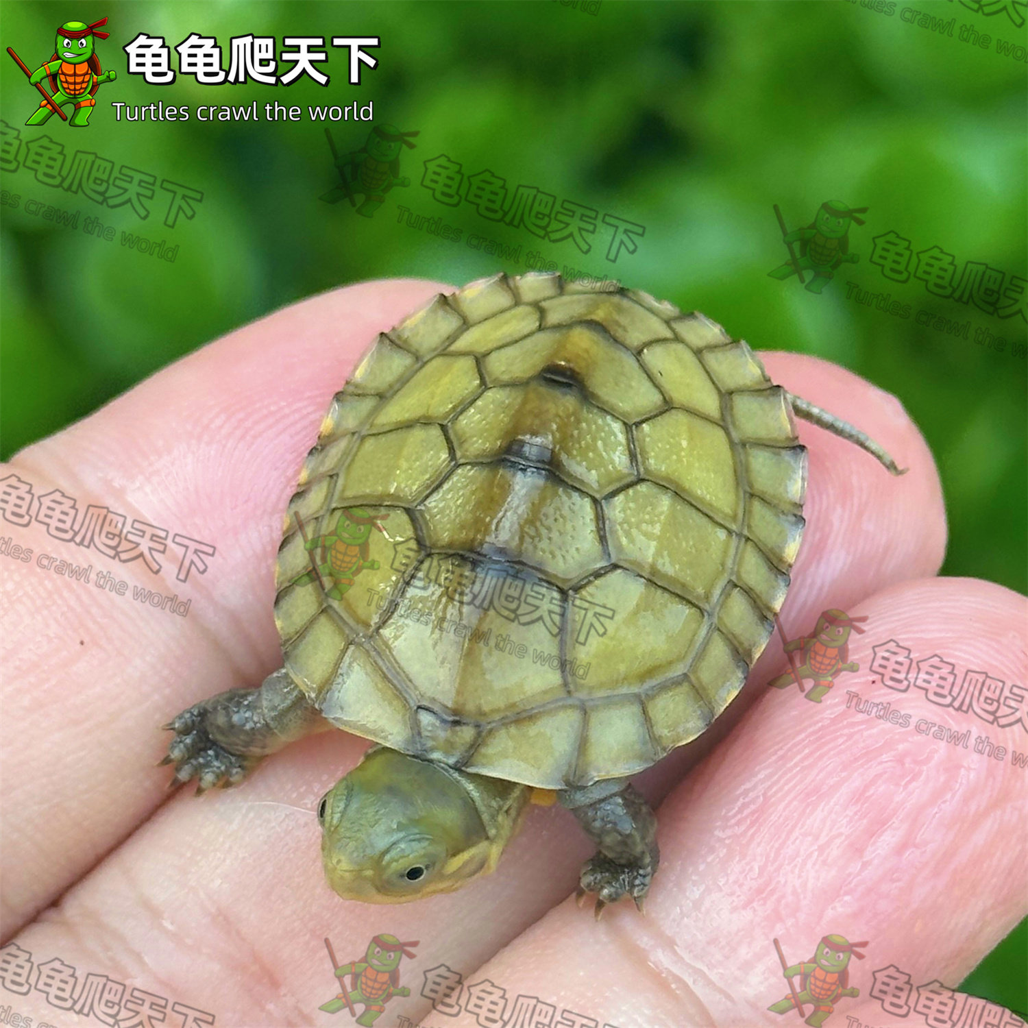 🐢龟界新宠!皖南纯种北石小青龟,黄喉龟幼苗观赏宠物,你家的萌宠新选择!🌟-龟/鳖-淘宝好物网