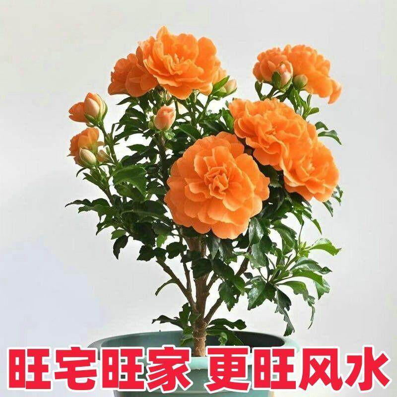 大花重瓣木槿花四季浓香型盆栽：四季花开，庭院阳台的美丽新宠