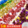 5 мм цветочная лента макет свадебной комнаты шерстяное украшение лестничных перил День защиты детей Классная комната детского сада Рождество Новый год mini 4