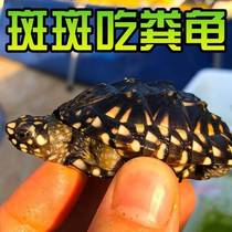 Accessories Hot Selling Dolphin Ornament Jewelry Knife Pendant Hair Color Natural Material Package Pearl Simulation Beaded Snapping Turtle