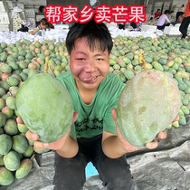 Sichuan Panzhihua Kate Mango 10 Mango Fresh Seasonal Fruit Mango Kate Mango Fresh Fruit