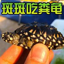 Accessories set box animal elephant turtle four famous models spot simulation heater turtle fish tank automatic sale turtle