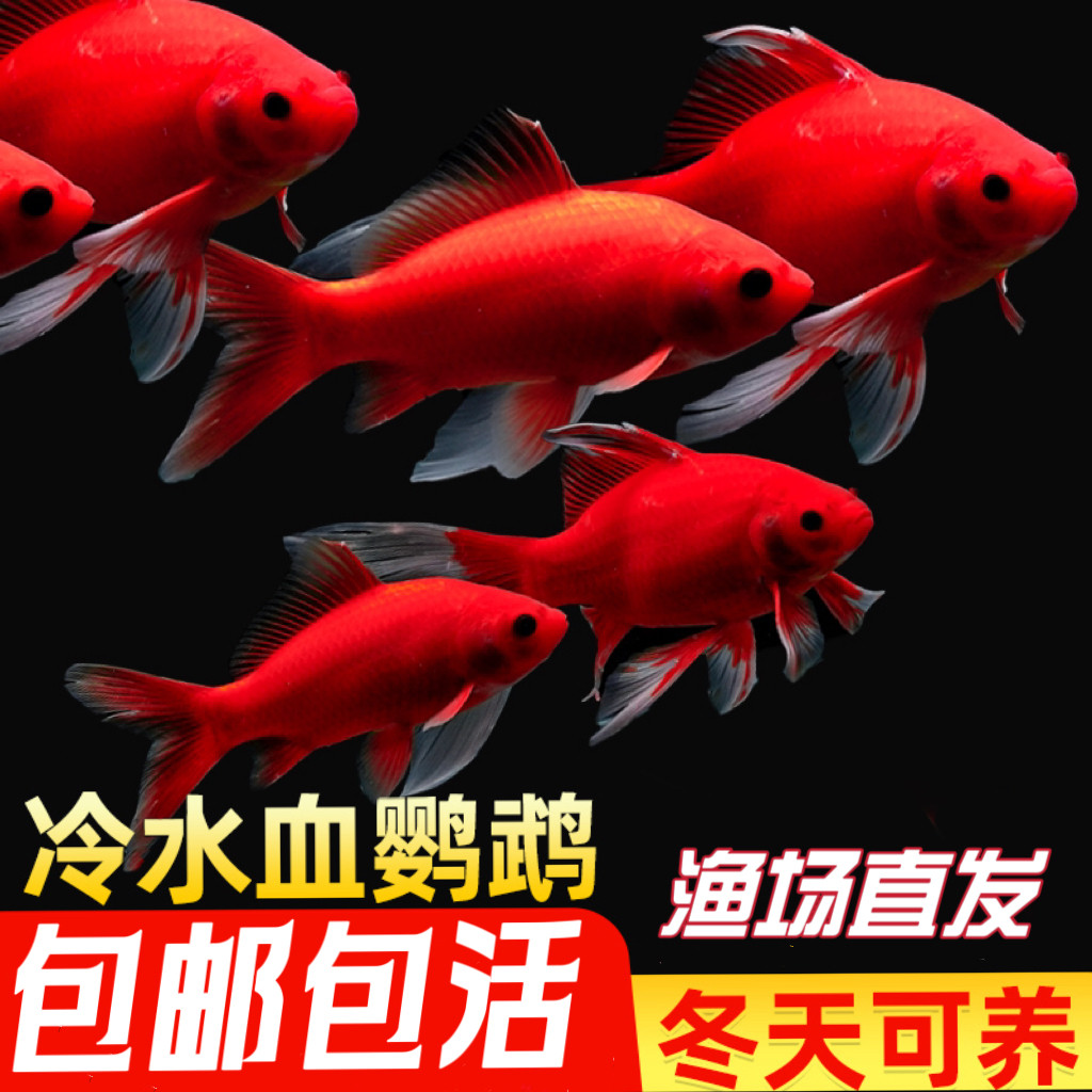 雞籠魚仔舖, image size:1024x1024