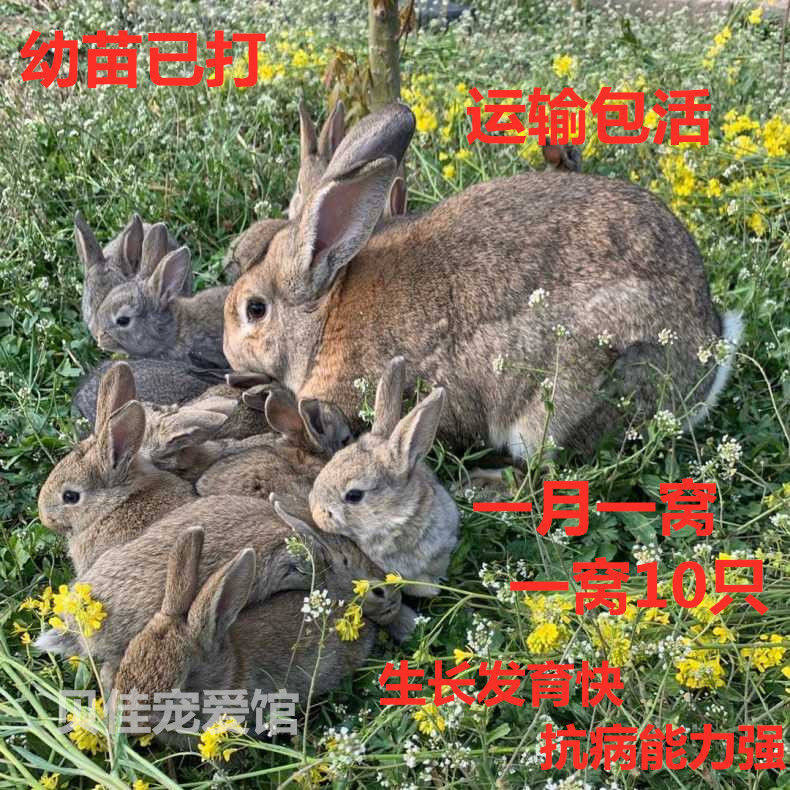 超萌超大的比利时巨兔&新西兰肉兔:养兔新手必备,轻松繁殖致富新选择!-兔-淘宝好物网