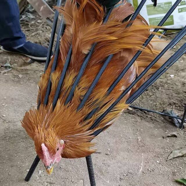 Chicken Slaughtering Tool, Stainless Steel Chicken Slaughtering Tool, Chicken Bloodletting Cone, Equipment for Slaughtering Chickens, Geese, and Ducks