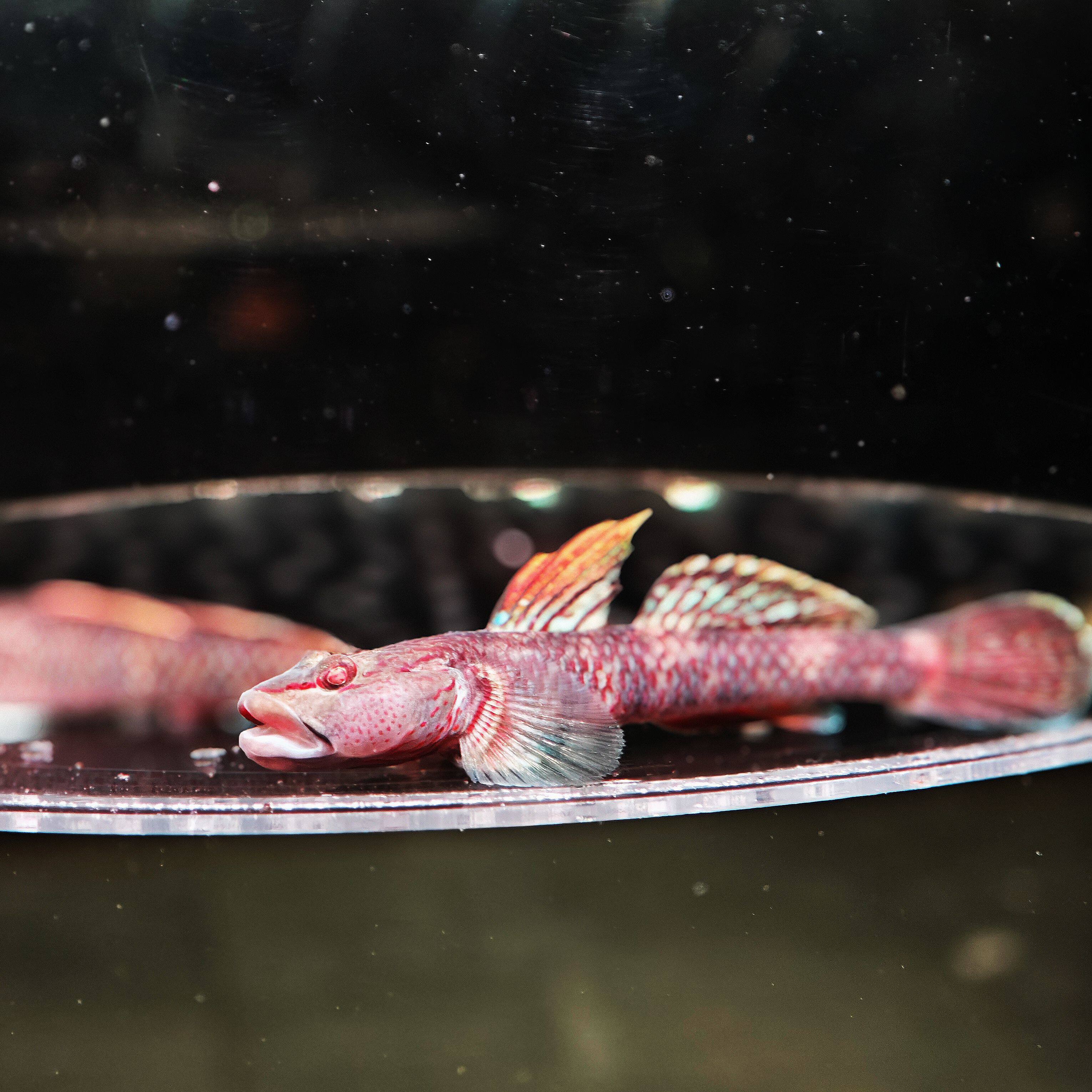 溪洋水族馆