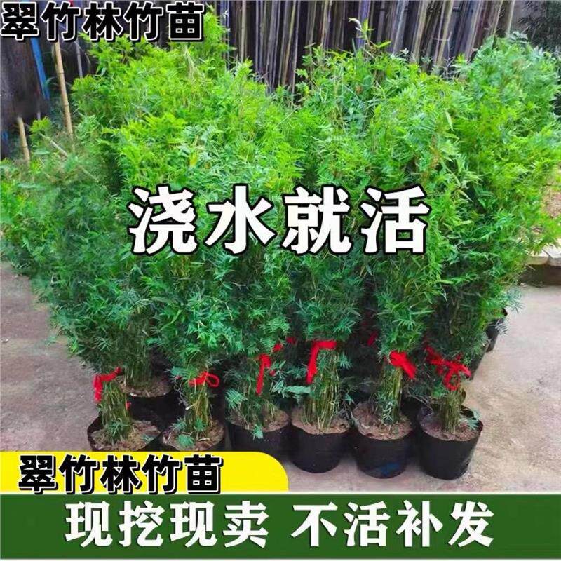 米竹盆栽叢生鳳尾竹庭院植物陽臺水培綠植觀音竹好養盆景青竹子苗