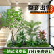 Artificial Green Plant Landscaping, Potted Landscape, Fake Tree for Indoor Corner Decoration under Stairs, European-Style Window Display Plant, Artificial Tree