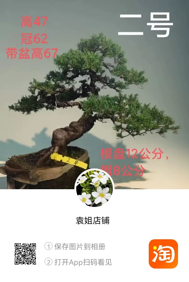 五针松基地