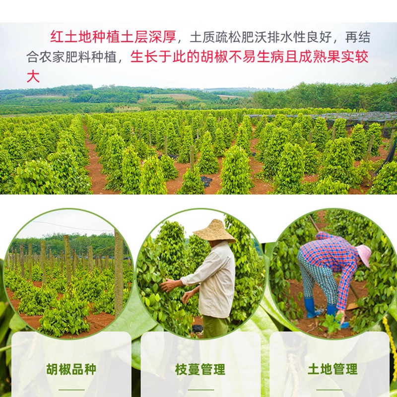 White Peppercorns, a Specialty of Hainan, Authentic Premium 6A Pure Black and White Pepper Powder, Crushed Seasoning Spice, Official Flagship Store