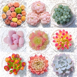 Succulent plants, small potted plants, large ones, easy to grow and easy to ship, indoor desk, jade dew, peach egg flower pot, cactus