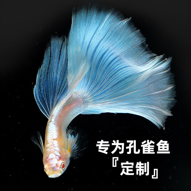 Risso guppy food ປາອາຫານ particle ນ້ອຍ tropical ປາອາຫານໄມ້ປະດັບ ອາຫານປາຂະຫນາດນ້ອຍ ອາຫານປາແສງສະຫວ່າງ
