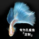 Risso guppy food ປາອາຫານ particle ນ້ອຍ tropical ປາອາຫານໄມ້ປະດັບ ອາຫານປາຂະຫນາດນ້ອຍ ອາຫານປາແສງສະຫວ່າງ